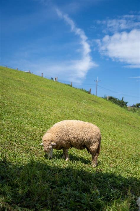 Sheeps Lambs On The Mountain Farm Against Green Grass Fields With Blue