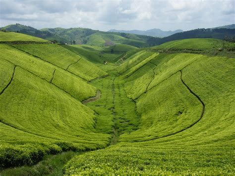 Rwanda's Fields of Gold | Yorkshire Tea
