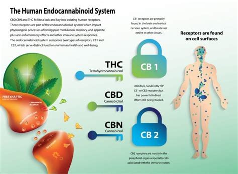 How It Works The Endocannabinoid System Rxleaf