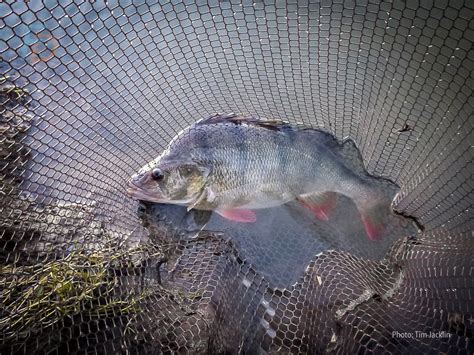 River Perch Fishing Stop Relying On Luck To Catch Big Perch