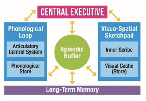 Psychology Memory The Working Memory Model Flashcards Quizlet