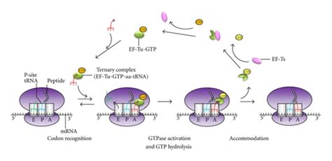 The Role Of EF Tu In The Elongation Phase Of Protein Synthesis