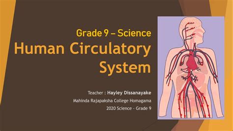 Circulatory System Ppt For Grade 5