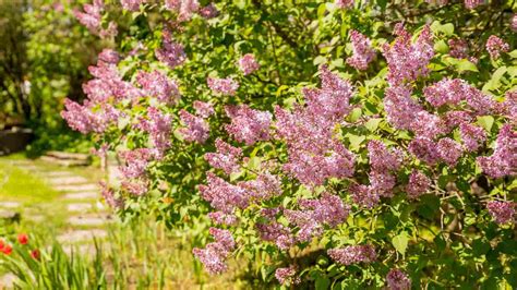 Lilac Bush Care Guide How To Plant And Grow For Lilac Bush