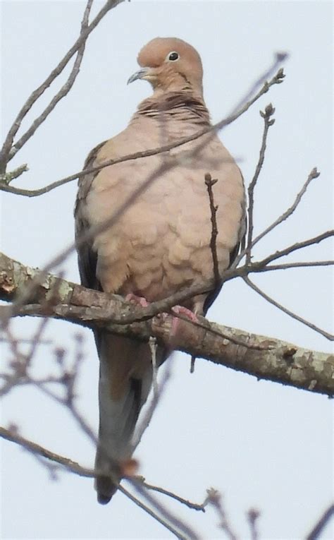 Mourning Dove From Silver Spring Md Usa On December 23 2023 At 1017