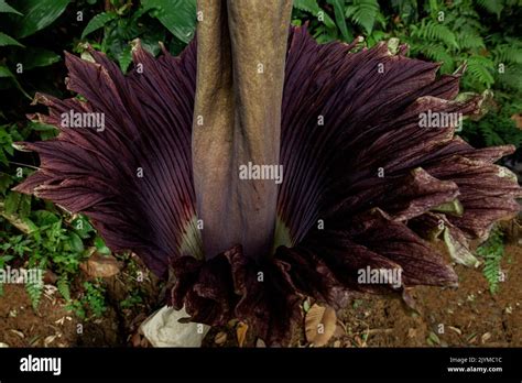 Titan Arum Amorphophallus Titanumtop View Bogor Botanical Gardens