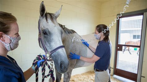 Home Equine Medical Center Virginia Tech