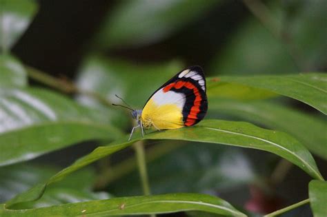 Butterfly Species In Queensland Insectic