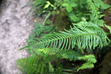 Prehistoric Flowering Plants