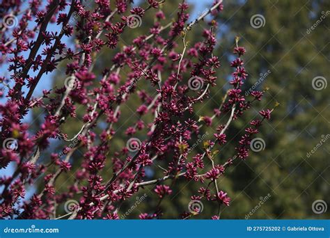 Branches Of Chinese Redbud Tree In The Spring Garden Stock Photo