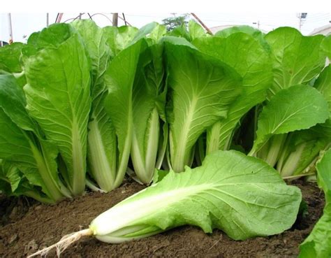 Taiwan Bok Choy Seeds Pak Choi Seeds 100 Seeds Etsy