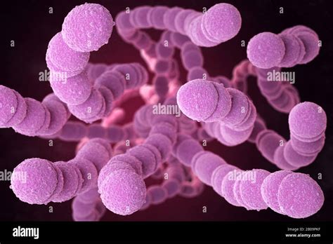 Streptococcus Pneumoniae Or Pneumococcus Is Gram Positive Coccus