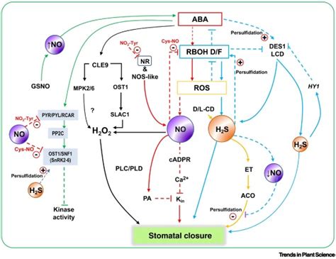 Nitric Oxide And Hydrogen Sulfide An Indispensable Combination For