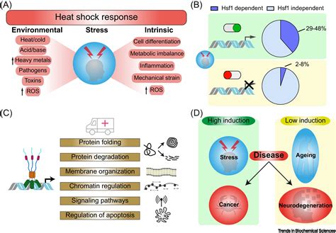 Molecular Mechanisms Of Heat Shock Factor 1 Regulation Trends In