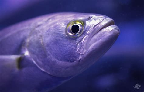 shad interesting facts  photographs seaunseen