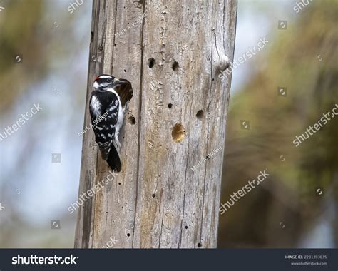 Downy Woodpecker Nest Royalty-Free Images, Stock Photos & Pictures ...