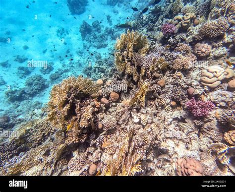 Vista Panor Mica Submarina Del Arrecife De Coral Con Peces Tropicales