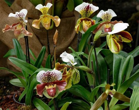 The Rarest Orchids in the World | Viva Orchids