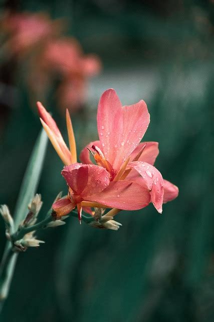 Canna Indica Plant Green Leaves Free Photo On Pixabay Pixabay