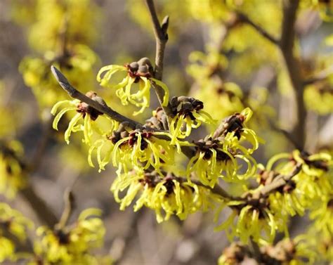 Hamamelis Plantation Taille Et Conseils Dentretien