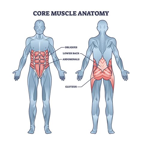 Core Strength Is The Backbone Of Fitness Symbios Health