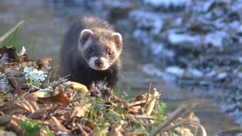 OdwaŻny TchÓrz Brave Polecat Youtube