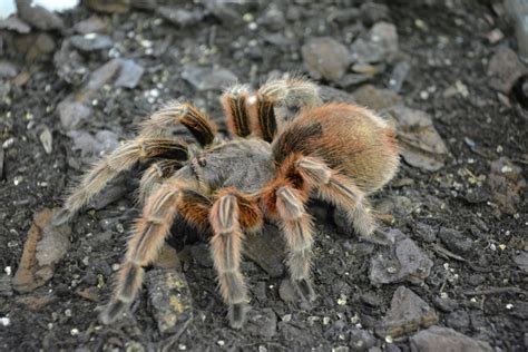 Arizona Blonde Desert Tarantula: Care Sheet, Lifespan & More | Pet Keen