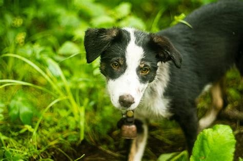 Guide to Energetic Border Collie-Aussie Shepherd Mix