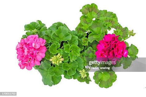 5,540 Geranium Colors Photos Stock Photos, High-Res Pictures, and ...