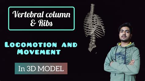 In D Structure Of Vertebral Column And Ribs Ch Locomotion