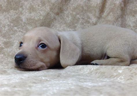 Gorgeous Cream Smooth AKC Miniature Dachshund Puppies For Sale In