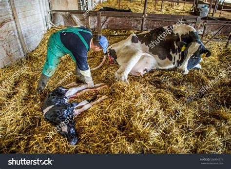 Cows Giving Birth