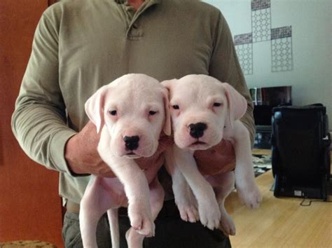 Argentine Dogo Puppies For Sale | Blair, SC #82247