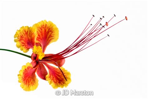 Pride Of Barbados Tree Caesalpinia Pulcherrima 21 Fine Art