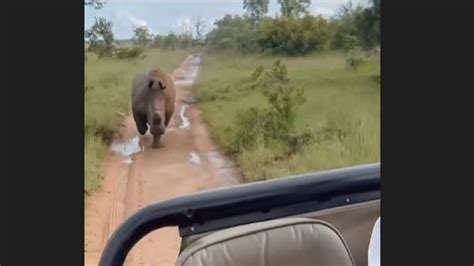 Video shows rhino chasing safari vehicle for a kilometre on game drive