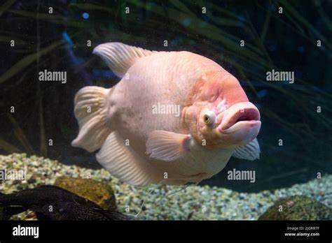 osphronemus goramy giant gourami fish   palm house palmiarnia