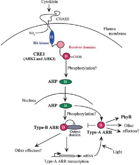 Figure 4 From Cytokinin Signaling In Arabidopsis Article Publication