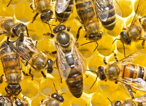 Alimento Da Abelha Rainha - Abelha rainha: funções e comportamento na colmeia - Meus Animais