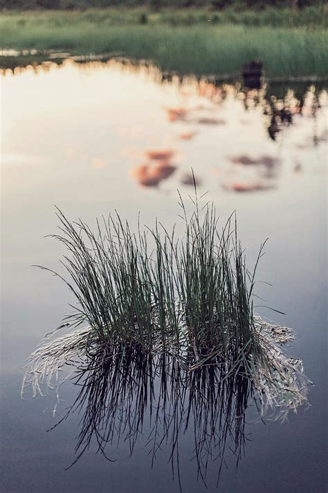 Grass Growing In Wetlands Photograph By Chris Bennett Fine Art America