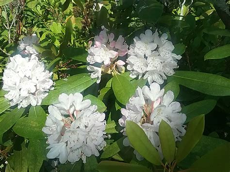 Rhododendron Bloom Report July Nh State Parks