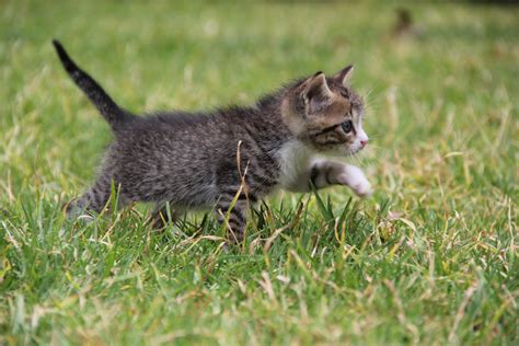 Fotos Gratis Césped Animal Linda Mascota Gatito Gato Felino