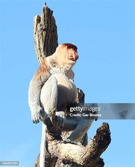 97 Monkey With Big Nose Stock Photos, High-Res Pictures, and Images ...