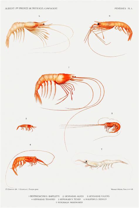 Shrimp varieties set illustration from Résultats | Free Photo - rawpixel