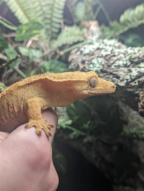 Help Identifying Morphs - Crested Geckos - MorphMarket Reptile Community