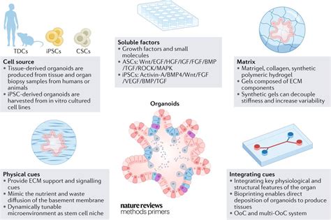 Nature Reviews Methods Primers On Twitter Organoids Are Cell Based In