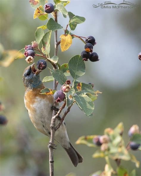 Molting Male Lazuli Bunting Eating A Serviceberry Berry On The Wing