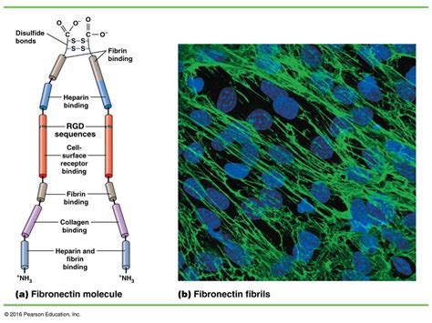 Chapter 15 Beyond The Cell Cell Adhesions Cell Junctions And