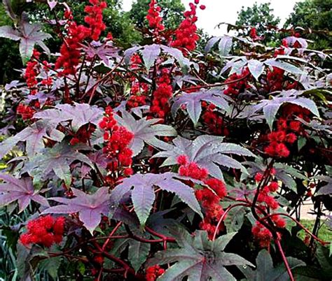 Castor Bean Gibsonii Ricinus Communis Seeds