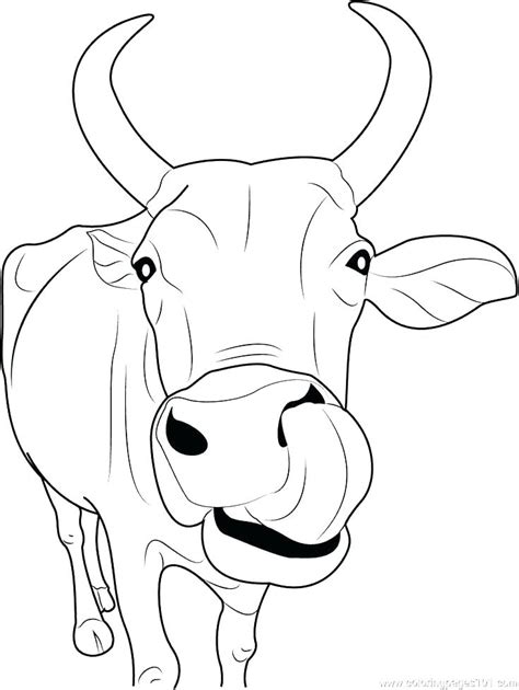 Baby Cow Coloring Pages At Free Printable Colorings