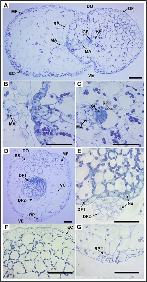 Microscopic Observations Of W Globosa Fronds A C Light Micrograph Of